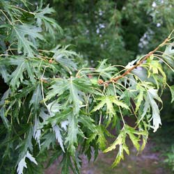 Arce plateado 'Laciniatum Wieri'